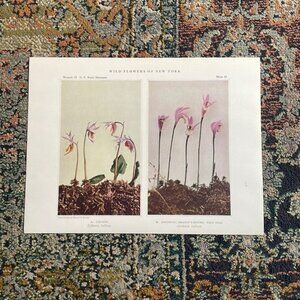 Botanical Plant Print Original over 100 years old Vintage Art Flower
